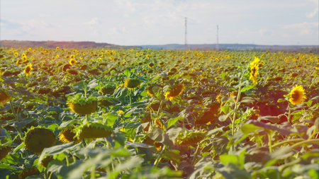 A Beautiful and Colorful Sunflower Field Under a Clear Blue Sky on a Bright Sunny Dayの写真素材