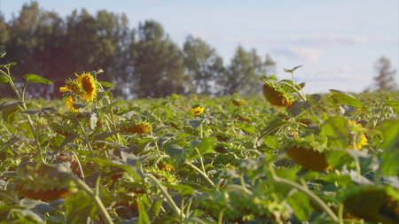 A Beautiful, Vibrant Field of Sunflowers Flourishing Under a Clear, Bright Blue Skyの写真素材