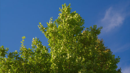 A Bright and Vibrant Green Tree Stands Majestically Against a Clear and Blue Sky Above