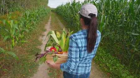 A Dedicated Woman is Efficiently Harvesting a Variety of Fresh Vegetables in a Cornfield