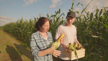 Harvesting Fresh, Delicious Corn in a Beautiful Sunlit Field Full of Natural Wonderの写真素材