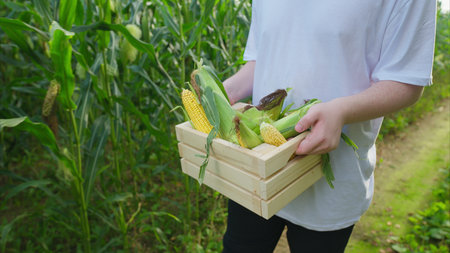 Harvesting Fresh Corn in the Vast Open Field for Delicious and Healthy Eating Options