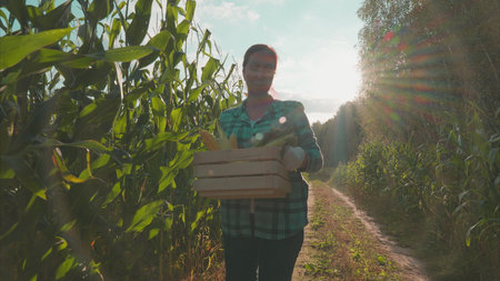 Harvesting Fresh Corn in a Beautiful Sunlit Field on a Warm Summer Day in Natureの写真素材