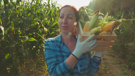 A woman is skillfully harvesting corn in a beautiful sunny field on a warm summer dayの写真素材