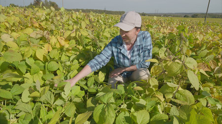 Harvesting Beans in a Vibrant and Lush Field Filled with Life Ample with Greenery and Growthの写真素材