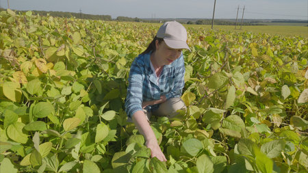 An Agricultural Expert Methodically Examines Growth and Development of Crops in the soybeans Field