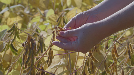 The process of Soybean Harvesting in Agricultural Fields during the Autumn Season