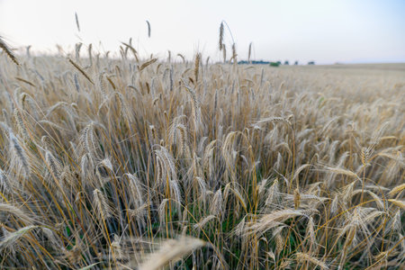 Expansive and Boundless Golden Fields of Lush Wheat Stretching Beneath a Bright and Clear Blue Skyの写真素材