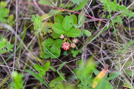 Wild Strawberries Thriving Beautifully in Their Native Natural Habitat and Environment