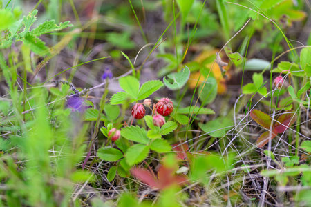 Discover wild berries thriving in the lush greenery of nature on an adventurous journey
