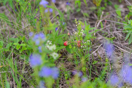 A Beautiful Display of Vibrantly Colorful Wildflowers Set Against a Picturesque Natural Landscapeの写真素材