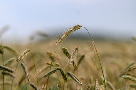 A Beautiful and Expansive Golden Wheat Field Beneath the Bright Clear Azure Sky on a Warm Summer Dayの写真素材