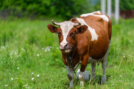 A Cow is Grazing Peacefully in a Beautiful, Lush Green Field Under a Bright and Sunny Skyの写真素材