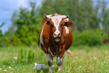A Beautiful Brown Cow Grazing Peacefully in a Lush Green Pasture Under a Clear Blue Skyの写真素材