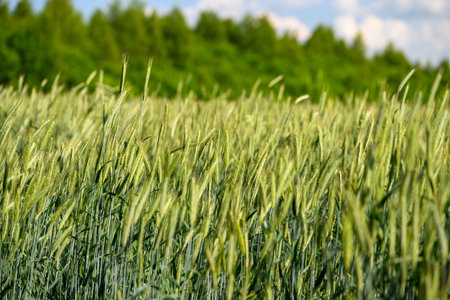 A Beautiful Lush Green Wheat Field Stretching Vividly Beneath a Bright Blue Sky Aboveの写真素材
