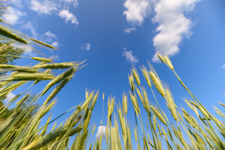Golden Wheat Fields Stretching Under a Vibrant Blue Sky A Serene Agricultural Landscapeの写真素材