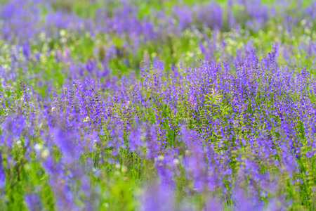 A Beautiful Lavender Field in Full Bloom, Capturing Stunning Aesthetic and Serenity in Natureの写真素材