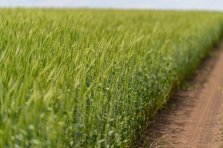 A Lush Green Wheat Field Stretching Alongside a Dusty Dirt Path in the Countryside Viewの写真素材