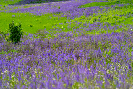 A vibrant field of purple flowers blooms beautifully amidst a lush green landscapeの写真素材