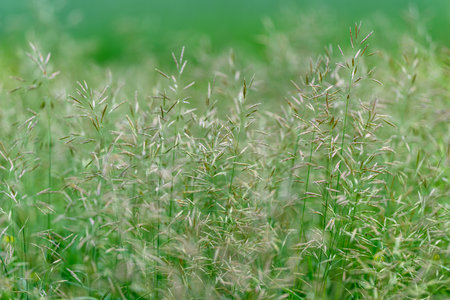 Lush green grasses adorned with delicate seed heads create a beautiful scene in a natural landscapeの写真素材