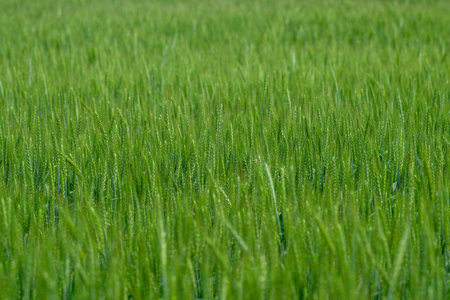 A Lush Green Field of Grain Sprouts in Their Early Growth Stage, Radiating Freshness and Lifeの写真素材