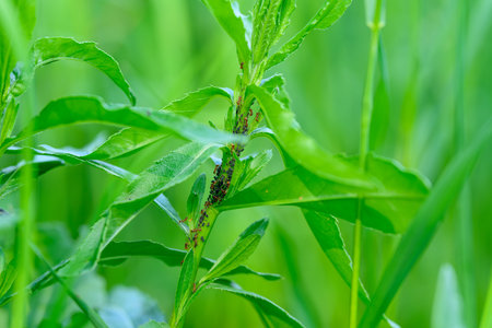 A Lush Green Plant in Nature, Completely Infested with Aphids, Showcasing the Ecosystemの写真素材