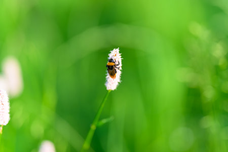 A delightful bee perched on a blooming flower in a lush and vibrant green environmentの写真素材