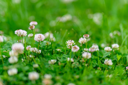 Delicate White Clover Blossoms Gracefully Positioned on Vibrant Green Grass Within a Fieldの写真素材