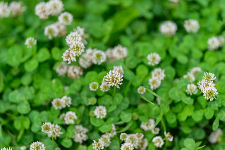 Lush and vibrant green ground cover featuring delicate and beautiful white flowers bloomingの写真素材