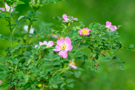 A Beautiful Wild Pink Rose Blooms Amidst Lush Greenery, Creating a Vibrant Sceneの写真素材