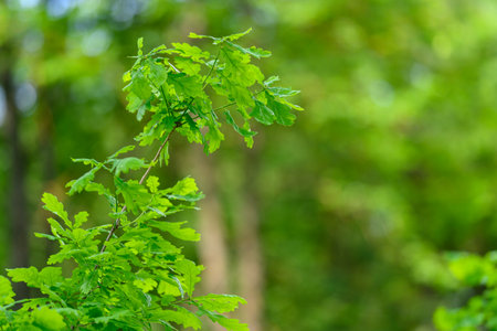 Lush and Vibrant Green Leaves Flourishing in Their Natural and Beautiful Setting Outdoorsの写真素材