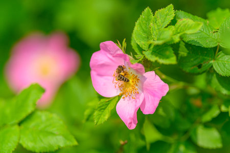 A Stunning and Beautiful Pink Flower with an Active Bumblebee on a Lush Green Background of Nature