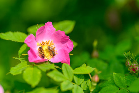 A Beautiful Pink Wildflower thriving in a Lush Green Environment full of life and vibranceの写真素材
