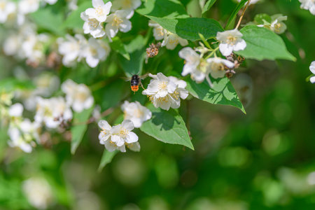 Delicate Blossoms Accompanied by Insect Pollinator in a Beautiful Natural Settingの写真素材