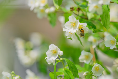 Stunning and Beautiful White Flowers Accompanied by a Busy Bee in a Blooming Garden Oasisの写真素材