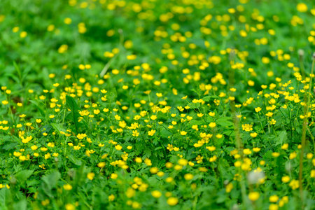 A Beautiful Blooming Meadow Filled with Vibrant Yellow Wildflowers During the Spring Seasonの写真素材
