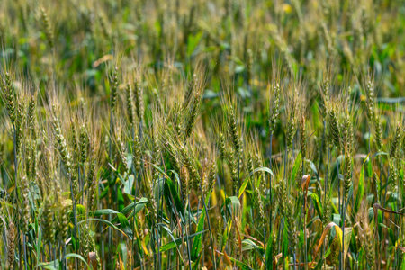 A picturesque and lush green millet field thriving under bright sunlights warm rays