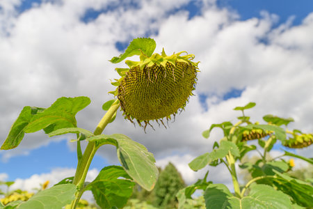 A Stunning CloseUp Capture of a Beautiful and Radiant Sunflower Set Against a Bright Sunlit Skyの写真素材