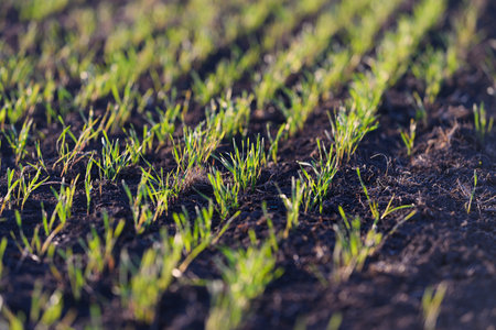Lush, Vibrant Green Grass Sprouts in a Newly Planted Agricultural Field During Springtimeの写真素材
