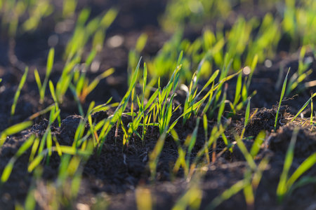 New vibrant grass sprouts are emerging beautifully from the dark, rich soil beneath themの写真素材
