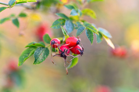 Red Rose Hips Resting On Green Leaves in the Beautiful Landscape of Natureの写真素材