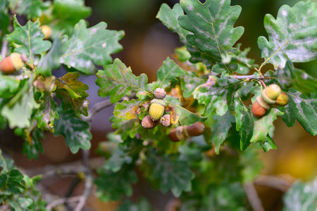 Closeup view of oak tree acorns and leaves showcasing intricate details in natures beautyの写真素材