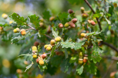 A CloseUp of Beautiful Oak Tree Acorns Elegantly Hanging on a Branch of the Tree Nearby
