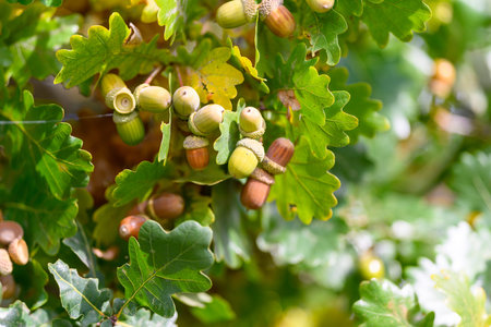 A beautiful closeup view of acorns and oak leaves found in the tranquility of nature