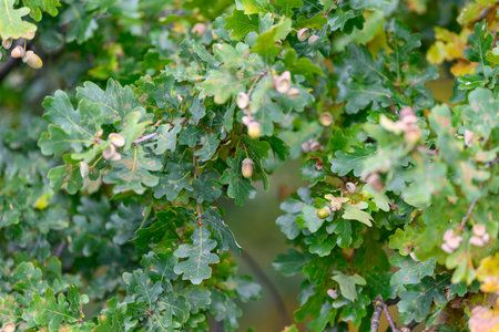 Lush and vibrant green oak leaves adorned with acorns hanging delicately from branches