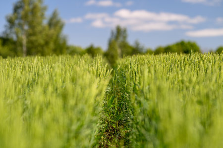 Lush, expansive green fields stretch out beautifully under a bright blue sky aboveの写真素材
