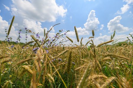 A Vibrant Field of Golden Wheat Under a Bright Blue Sky with Fluffy White Cloudsの写真素材