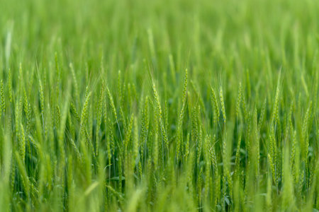 A Lush Green Wheat Field Flourishing Under a Bright Blue Sky Filled with Sunshine