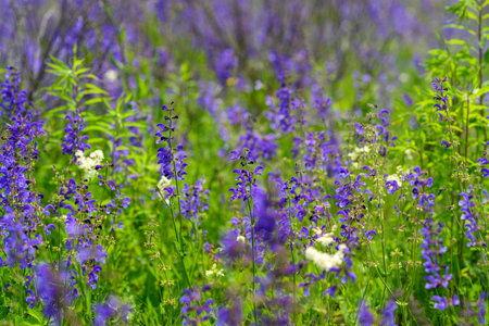The Vibrant and Colorful Wildflower Meadow in Full Bloom with an Abundance of Life and Beautyの写真素材