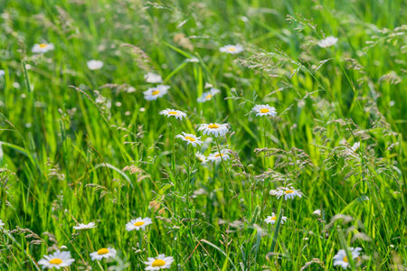 A Truly Vibrant Meadow Filled with a Variety of Colorful Wildflowers and Lush Green Grass Scenery